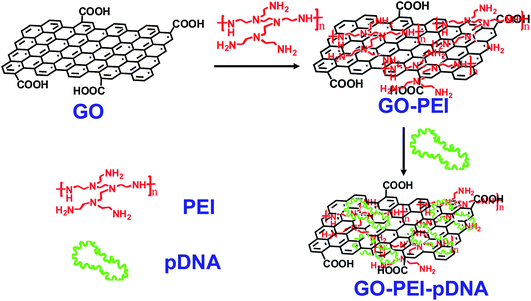 Schematic illustration showing the synthesis of GO-PEI-DNA complexes via a LBL assembly process. Firstly, graphene oxide (GO) was non-covalently functionalized by PEI polymers, forming positively charged GO-PEI complexes. Next, negatively charged pDNA was loaded on the GO-PEI complexes also by electrostatic interactions.