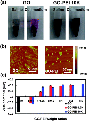 Characterizations of GO and GO-PEI complexes. (a) Photos of GO and GO-PEI-10k in saline (0.9% NaCl) and complete DMEM cell medium (with 10% serum) after centrifugation at 1,000 rpm for 10 min. GO aggregated in both physiological solutions while GO-PEI complexes were stable. (b) AFM images of GO and GO-PEI-10k. (c) Zeta potential histogram of GO and series of GO-PEI complexes at different staring GO : PEI weight ratios. Error bars were based on triplicated measurements.