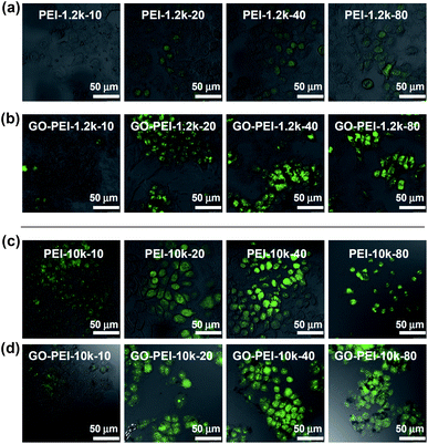 
          Confocal fluorescence images of EGFP transfected HeLa cells using PEI-1.2k (a), GO-PEI-1.2k (b), PEI-10k (c), and GO-PEI-10k (d) at varying N/P ratios from 10 to 80. Scale bar = 50 μm. Obvious toxicity was observed for HeLa cells after PEI-pDNA treatment at the N/P ratio of 80.