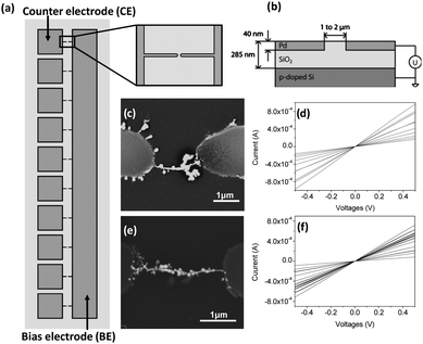 (a) Schematic representation of 10 counter electrodes (CEs) with a common bias electrode (BE) used in the experiments (top view). (b) Schematic diagram of the capacitively coupling employed during the DEP studies (side view). SEM images of assembled (c) bare gold and (e) TTF–Au nanowires bridging electrode pairs and curves showing I–V characteristics for different electrode pairs of (d) bare gold and (f) TTF–Au wires, respectively. The I–V characterisation was performed for every electrode pair with a probe station under ambient conditions. The plots in (d) and (f) correspond each to a single chip containing 20 individual electrode pairs. The number of conductive wires in (d) is 10 and (f) is 18.