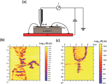 (a) Schematic representation of the set-up used for the CS AFM measurements. (b) and (c) are resistance maps of hybrid TTF–Au microjunctions grown between electrode pairs.