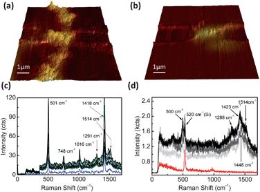 (a) and (b) 3D AFM topography images from two wires between electrodes of TTF–Au and bare gold, respectively. The color represents the intensity of the Raman TTF marker bands at equal locations. (c) Surface enhanced Raman spectra of TTF–Au stock solution at different positions on a 6 nm rough silver cover slip. (d) Confocal Raman spectra from enhanced TTF molecules in hybrid wire areas (grey tones) and the background spectra (red).