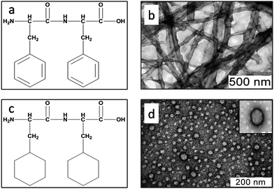 Chemical structures of (a) Phe–Phe and (c) Cha–Cha. Transmission electron micrographs of (b) Phe–Phe and (d) Cha–Cha, at a concentration of 1 mg ml−1 stained with 1% uranyl acetate.