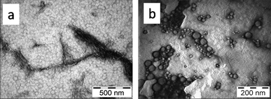 
          Transmission electron micrographs of (a) Cha–Phe and (b) Phe–Cha, at a concentration of 1 mg ml−1 stained with 1% uranyl acetate.