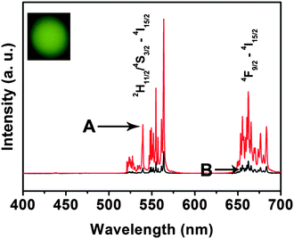 Up-conversion emission spectra of (A) Gd2O3 : Er3+@nSiO2@mSiO2, and (B) IBU–Gd2O3 : Er3+@nSiO2@mSiO2.