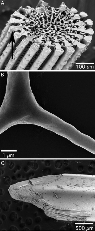 Biominerals from the sea urchin Strongylocentrotus purpuratus. [A] Scanning electron micrograph of a fractured sea urchin spine. Notice the conchoidal fracture figure of the central stereom and the external sectors. The arrow indicates the glass-like conchoidal fracture of a sector. [B] SEM micrograph of a tri-radiate spicule extracted from 36 h-old larvae of the sea urchin, and bleached. Despite its morphology and the rounded surface, the spicule diffracts as a single crystal of calcite. [C] Scanning electron micrograph of a bleached sea urchin tooth at its grinding tip. This is an oblique view. The tooth is comprised of plates and fibers, which diffract as single crystals of calcite, and a polycrystalline matrix that fills the space between the plates and fibers as the tooth matures. This polycrystalline matrix is comprised of Mg-rich calcite nanoparticles.