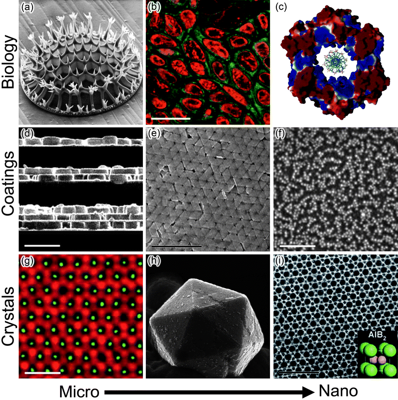 Electrostatics in various systems/applications at micro- and nanoscales. (a–c) Biological examples include (a)biomineralization of charged inorganic/organic species (here, a fragment of a micro-organism called a diatom grown through the biomineralization of charged organosilicates; reprinted with permission from ref. 237), (b) cellular uptake of charged nanoparticles which is dependent on both charge polarity and magnitude (here, NPs located in the cytosol are functionalized with green fluorescent groups and NPs in the cell nuclei are functionalized with red fluorescent groups; scale bar is 20 μm; reprinted with permission from Elsevier, ref. 238) and (c) how surface potential within regions of a protein influences functionality. Shown here is the DNA binding β subunit from E. coliDNA polymerase III. Blue and red colors denote regions of positive and negative surface potential, respectively; the positive charge at the center of the protein facilitates DNA complexation. Reprinted with permission from AAAS, ref. 239. (d–f) Electrostatics is also a useful in assembling surface coatings. Examples include (d) the so-called layer-by-layer assembly (shown here are cross-sectional views of zeolite crystals assembled between polyelectrolyte layers on glass substrates; one, two and three zeolite layers are shown; scale bar is 1 μm; reprinted with permission from ref. 240; Copyright 2001 American Chemical Society), (e) the use of repulsive electrostatic interactions to drive crystallization of Raman-active, close-packed mono and multilayers of gold nanotriangles (scale bar is 1 μm; reprinted with permission from ref. 105; Copyright Wiley-VCH Verlag GmbH & Co. KGaA, 2010) and (f) the deposition of densely packed films incorporating negatively and positively charged NPs (scale bar is 100 nm; reprinted with permission from ref. 200; Copyright 2001 American Chemical Society). (g–i) Electrostatics also provides a versatile route to materials with crystalline ordering (g) Binary crystals of fluorescent charged microparticles (scale bar is 10 μm; Reprinted by permission from Macmillan Publishers Ltd: Nature Materials,30 copyright 2003), (h) three dimensional crystals of oppositely-charged metal nanoparticles (reprinted with permission from ref. 169, Copyright Wiley-VCH Verlag GmbH & Co. KGaA, 2009) and (i) one of various binary nanoparticle superlattices (scale bar is 40 nm; Reprinted by permission from Macmillan Publishers Ltd: Nature Materials,32 copyright 2006).