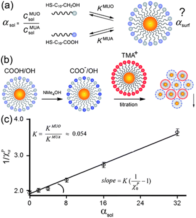 
              (a) The proportions of the MUA and MUO thiols in solution (αsol) and in the mixed SAM on the NPs (αsurf) are not equal. (b) To determine αsurf and the ratio of adsorption equilibrium constants, K, the MUA/MUO NPs are first deprotonated and then titrated with TMA NP “standards”. (c) The value of K is calculated from the slope of the dependence of 1/χPα on αsol. Reprinted with permission from ref. 190. Copyright Wiley-VCH Verlag GmbH & Co. KGaA, 2007.