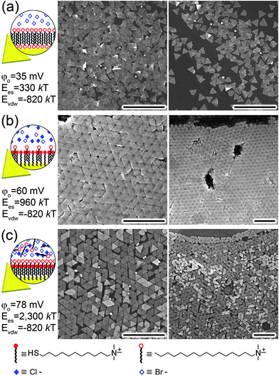 
              (a)
              Gold nanotriangles, AuNTs, stabilized only by excess cetyltrimethylammonium bromide (CTAB) surfactant (20 mM CTAB, surface potential φo = 35 mV, Eel ∼ 330 kT) form disordered aggregates. (b) Triangles functionalized with positively charged SAMs (here, of TMA thiols) and with only small quantities of CTAB surfactant present (<1 mM CTAB, φo = 60 mV, Eel ∼ 960 kT) organize into large, ordered multilayers. (c) AuNTs stabilized with TMA SAMs and in the presence of excess CTAB (20mM CTAB, φo = 79 mV, Eel ∼ 2,300 kT) give large monolayer arrays. All scale bars = 1 μm. Reprinted with permission from ref. 105. Copyright Wiley-VCH Verlag GmbH & Co. KGaA, 2010.