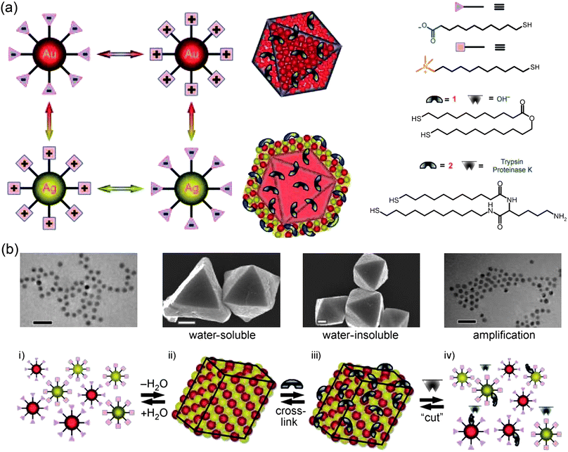 
              (a) Schematic representation of nanoparticles, crystals, and core-shell (“Russian Doll”) crystals used for amplified sensing. The fornulas on the right give the structures of the thiols coating the NPs, and also of two dithiols used to crosslink the crystals. One of the dithiols shown can be “cut” by hydroxyl ions; the other is cut by enzymes such as Trypsin or Proteinase K. (b) Procedure of amplified chemical sensing using nanoparticle supracrystals. Crystals self-assemble from oppositely charged NPs (i) and are soluble in water (ii). These crystals gain permanence and become water-insoluble when they are cross-linked with dithiols containing cleavable groups (see examples in a) (iii). When a specific analyte is added, the cross-links are chemically cut, and the crystals disintegrate into individual nanoparticles (iv). Reprinted with permission from ref. 228. Copyright Wiley-VCH Verlag GmbH & Co. KGaA, 2010.