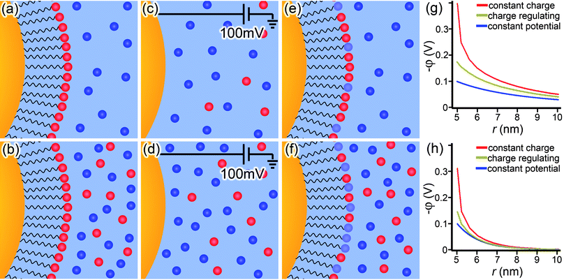 Illustration of the three types of boundary conditions applied to PB model of a spherical NP. The constant-charge boundary condition in (a,b) keeps the charged density on the NP surface constant, regardless of (a) low or (b) high concentration of ions surrounding the particle. The constant-potential boundary in (c,d) fixes the surface potential of the NP and is, strictly speaking, appropriate only for “bare” nano-objects serving as electrodes. Finally, the charge-regulating boundary condition in (e,f) is much more dynamic in that neither the surface charge density nor the surface potential are kept constant, but rather remain functions of the ion concentration surrounding the particle by coupling a mass balance equation (which describes the number of ions on the NP surface which are disassociated and have a net charge) with the PB equation. Plots of each boundary condition under (g) low and (h) high ion concentration show the differences in potential profiles around the NP (rNP = 5 nm).