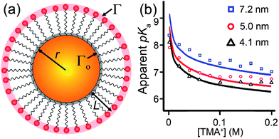 
              (a) Scheme of a nanoparticle or radius r covered with a SAM of charged ligands (of thickness L). The density of charged end-groups at the outermost surface of the SAM is Γ = Γo(r/r + L)2 where Γo is the density of binding sites for ligands on the NP (e.g., Γ0 ≈ 4.7 nm−2 for alkane thiols on Au190). (b) The apparent pKa of carboxylic acids bound to a NP surface is a function of the bulk ionic concentration of the surrounding solution, and also of the NP radius. Here, we see that a difference of ∼3 nm in the NP core diameter leads to a change of ∼1 pH unit in the pKa. Markers correspond to experimental data, lines are theoretical fits.248