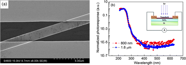 (a) SEM image of a Ga2O3 individual-nanobelt device. (b) Spectral response of the devices (nanobelts with different widths of 800 nm and 1.6 μm) measured at a bias of 15 V. The schematic configuration of a photoconductive measurement is inserted in the top-right corner.