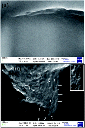 
            SEM images of L.S of root (top) without and (bottom) with wsCNT, showing the aligned wsCNT (white arrows) inside the root; inset shows zoomed image of root showing wsCNT.