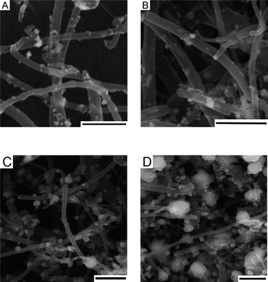 
            SEM images of [Cu2O/MWCNT] composite (prepared from 19.5 mmol of 1) (a) after H2reduction only, (b) after H2reduction followed by ethanol treatment, (c) after catalysis and (d) after catalysis showing regions of bigger particles (scale bar: 800 nm).