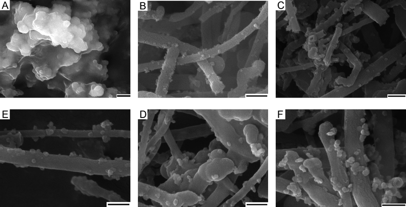 
            SEM image of (a) Cu2O powder derived from 1 and of Cu2O tethered to MWCNTs in [Cu2O/MWCNT] at different loadings of 1: (b) 3.9, (c) 7.8, (d) 11. 7, (e) 15.6 and (f) 19.5 mmol. (Scale bar: 300 nm.)