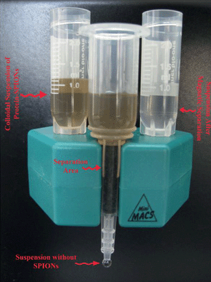 Experimental setup for purification. The MACS® columns are composed of a spherical steel matrix; by inserting a column in a MACS Separator, a high-gradient magnetic field is induced within the column which retains the SPIONs.