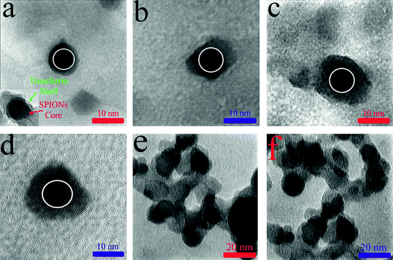 (a and b) TEM images of transferrin corona coated SPIONs (batch 1) for bare and PVA-coated samples, respectively. Inset at the bottom left is the TEM image of a single protein-coated SPIONs showing lower density of the protein shell; (c and d) TEM images of transferrin corona coated SPIONs (batch 2) for bare and PVA-coated samples, respectively. The white circles are drawn as a guide for the eyes as a representation of the size of nanoparticles before protein adsorption; (e and f) TEM images of protein-coated SPIONs (bare and PVA-coated of batch 1) showing the agglomeration of these particles.