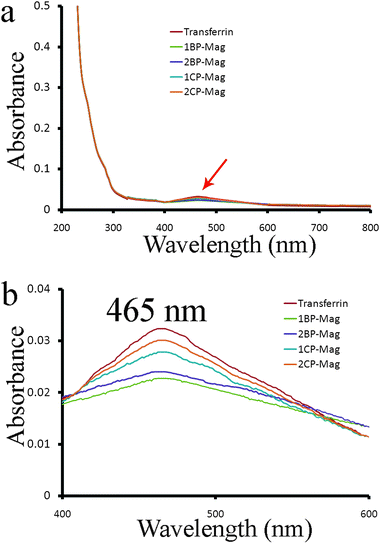 (a) UV/vis spectroscopy showing the absorbance changes associated with iron release for the SPIONs-treated transferrin due to their conformation changes and (b) showing the peaks of (a) in the 400–600 nm range.