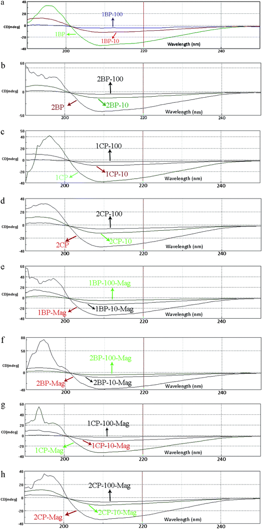 
              CD spectra of protein–nanoparticle solution with various SPIONs concentrations for (a) 1B, (b) 2B, (c) 1C and, (d) 2C samples; CD spectra of pure treated protein after removal of SPIONs (with various concentrations) by MACS for (e) 1B, (f) 2B, (g) 1C and (h) 2C samples.