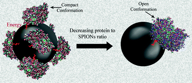 Schematic representation of the decreasing protein effect to SPIONs surface ratio on the conformation changes in human transferrin.