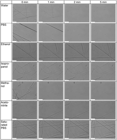 
          Microscopy images of the dissolving peptide nanotubes in distilled water, PBS (pH 7,4), ethanol, isopropanol, methanol, acetonitrile and a PBS (pH 7,4) solution saturated with peptide monomers. From these images, the nanotubes were found to dissolve in many of the solutions in which it has been claimed that they were stable. All scale bars in the images correspond to 20 μm.