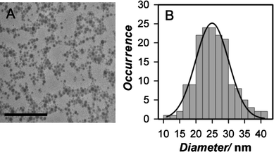Representative TEM images and size distribution for PEG lipid-PFBT nanoparticles. (A) TEM image of methoxy 2000 Mr PEG lipid-PFBT nanoparticles. Images were acquired at 120 kV on a cryostage at liquid nitrogen temperature and are shown at 120 000 magnification. Scale bar is 500 nm. (B) Histogram of size distribution and fit to a Gaussian function for the methoxy 2000 Mr PEG lipid-PFBT nanoparticles showing the average diameter to be 24 ± 5 nm (mean ± FWHM).