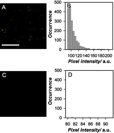 Single nanoparticle fluorescence and intensity distributions from biotinylated PEG lipid-PFBT nanoparticles bound to streptavidin coated cover glass. (A) Representative fluorescence image of streptavidin-coated cover glass incubated with biotinylated 2000 Mr PEG-lipid-PFBT nanoparticles (λex = 495 nm; λem = 510 nm long pass filter). Scale bar = 10 µm. (B) Histogram of biotinylated 2000 Mr PEG-lipid-PFBT nanoparticle fluorescence intensities obtained from the image; a threshold mask was applied to all objects. (C) Fluorescence image of streptavidin-coated glass slide incubated with carboxy 2000 Mr PEG lipid-PFBT nanoparticles, as a control for nonspecific binding to slide and (D) histogram of the 2000 Mr PEG lipid-PFBT nanoparticle fluorescence intensities obtained from the image. Exposure times were identical for (A) and (C). The diffraction limit of the microscope was 225 nm.