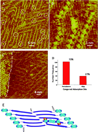 (A) STM image of CR-atop-pentaalanine/4Bpy. Tunneling conditions: I = 338.7 pA, V = 842.0 mV. White dashed circles highlight the adsorbed CR molecules. (B) High-resolution STM images of CR-atop-pentaalanine/4Bpy. Tunneling conditions: I = 338.7 pA, V = 842.0 mV. (C) Self-assembled CR molecules on the pentaalanine/4Bpy co-assembly can be observed on the left side of the image indicated by the white dashed line. Tunneling conditions: I = 305.2 pA, V = 609.1 mV. (D) The histogram of the statistical distribution for CR molecules on two adsorption sites: pentaalanine and 4Bpy. (E) The schematic illustration of the adsorption mode of CR with pentaalanine/4Bpy co-assembly. All the legends and the colors are same to those in Fig. 2E, and the atoms in red is O.