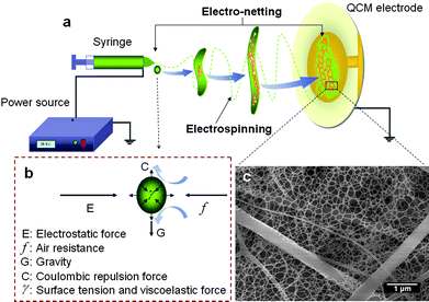 (a) Schematic diagram illustrating the possible formation mechanism of nano-nets during electrospinning/electro-netting deposition of fibrous membranes onto the electrode of QCM. (b) The forces acting on the charged droplet. (c) Typical FE-SEM image of PAA–NaCl (0.1 wt%) nano-nets.