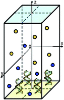 The simulation domain. Here it contains 2 × 2 molecules.