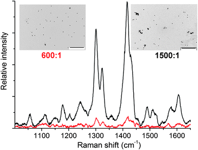 
          SERS spectra (λexc = 633 nm) of 36 nm citrate-coated AuNPs with AuNP : 1 ratios of 600 : 1 (red) and 1500 : 1 (black). Representative TEM images are also shown as insets (scale bars = 1000 nm).