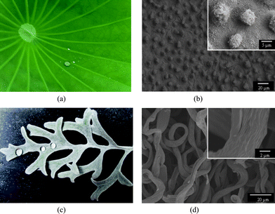 (a) Photographs of the lotus leaf (a) and silver ragwort leaf (c); SEM images of the lotus leaf (b) and silver ragwort leaf (d).