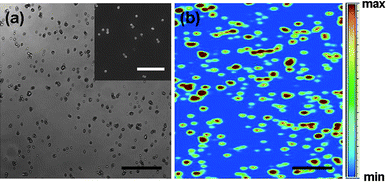 (a) Reflection image of NCs on glass substrate. (Inset) SEM image of a similar sample prepared on silicon wafer. (b) Confocal photoluminescence image of the upconversion nanocrystals shown in (a). (Scale bar: 25 µm for (a) and (b), and 5µm for the inset).