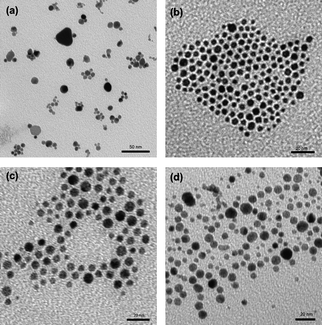 
            TEM micrographs of Au NPs prepared from four different concentrations of monodentate ligands DDT–PVAc: (a) 1.0 mM, (b) 3.5 mM, (c) 5.0 mM, and (d) 8.0 mM.