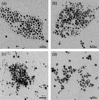 
            TEM micrographs of Au NPs prepared from four different concentrations of multidentate polymer ligands PTMP–PVAc: (a) 1.0 mM, (b) 3.5 mM, (c) 5.0 mM, and (d) 8.0 mM.