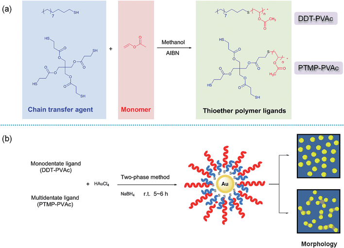 The reaction scheme for the synthesis of thioether polymer ligands DDT–PVAc and PTMP–PVAc (a) and preparation of Au NPs stabilized by thioether polymer ligands (b).