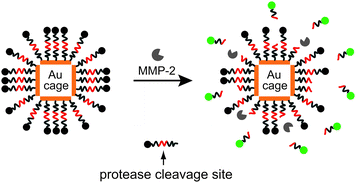 A schematic illustration of the dual probe that could be activated by an enzyme. The probe is comprised of a Au nanocage and fluorescent dyes linked together through an enzyme cleavable peptides. The emission from the dyes is initially quenched by the Au nanocage. Upon cleavage of the peptide and release of the dye from the surface of Au nanocage, the fluorescence of the dye is recovered.