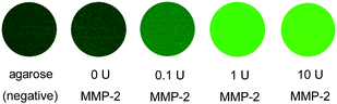 
          Fluorescence images of FITC–GKGPLGVRGC–cage770 after incubation with different concentrations of MMP-2 at 37 °C for 12 h. The sample was mixed with 1.5% agarose to form gel for imaging.