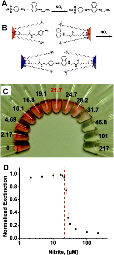 (A) Griess reaction. (B) Colorimetric detection of nitrite with functionalized AuNPs. (C) Photograph of particle solutions after incubation with various concentrations of nitrite. The nitrite concentrations, in μM, are listed next to the respective solutions. The MCL of nitrite in drinking water (21.7 μM) is highlighted in red. (D) Particle solution extinction at 524 nm after incubation as a function of nitrite concentration. The red dashed line indicates the nitrite MCL. Reproduced with permission from ref. 99. Copyright 2009, ACS.