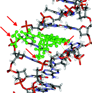The 2/poly dAdT-poly dAdT complex obtained as a result of 12.5 ns of MD simulations. Red arrows indicate hydrogen bonds.