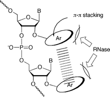 Illustration of 2′-O-arylated RNA oligomers capable of intramolecular stacking interaction.