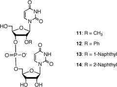 Structures of 2′-O-modified UpU derivatives as substrates for phosphodiesterases.