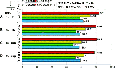 Base discrimination ability of 2′-O-aryl one-point modified RNA 12-mers.