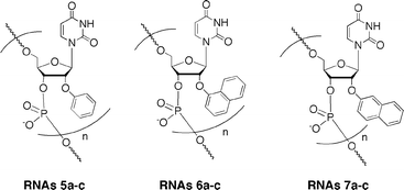 2′-O-Methylated RNA 12-mers (RNAs5a–c, RNAs6a–c, and RNAs7a–c) incorporating 2′-O-aryluridines; a: n = 1, b: n = 3, c: n = 5 (for the full structures see Table 1).