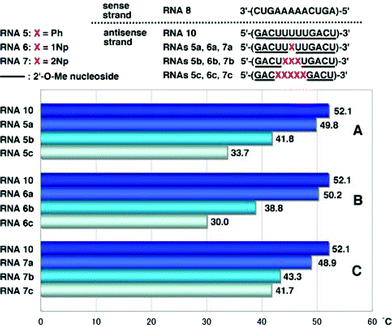 
            T
            m values of duplexes of RNA8 with RNA10, RNAs5a–c, RNAs6a–c and RNAs7a–c.