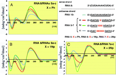 CD spectra of RNA–RNA duplexes formed between unmodified RNA8 and 2′-O-methylated RNAs5a–c, 6a–c and 7a–c incorporating Ph, 1Np and 2Np, respectively, where 2′-O-methyluridines were replaced by 2′-O-aryluridines (X).