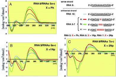 CD spectra of RNA–RNA duplexes formed between 2′-O-methylated RNA9 and 2′-O-methylated RNAs5a–c, 6a–c and 7a–c incorporating Ph, 1Np and 2Np, respectively, where 2′-O-methyluridines were replaced by 2′-O-aryluridines (X).