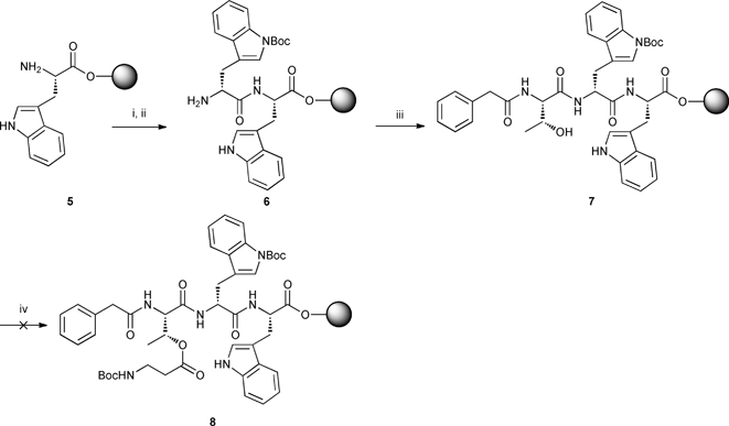Synthesis of tripeptide 7 and attempted esterification of Boc-β-Ala-OH with l-threonine. Reagents, conditions and yields: i) Fmoc-d-Trp(Boc)-OH (3 equiv.), HBTU, DIPEA, DMF, rt, 45 min; ii) 20% piperidine/DMF, rt; iii) PA-l-Thr-OH (3 equiv.), HBTU, DIPEA, DMF, rt, 45 min; iv) Boc-β-Ala-OH (3 equiv.), DIC, DMAP, DMF, Δ, microwave.
