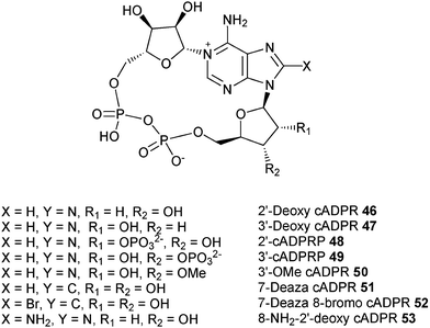 Structures of the cADPR analogues mentioned herein – our group.